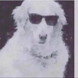 Meet your Posher, Ben